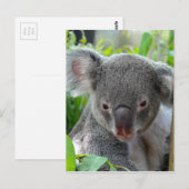Carte Postale Repose, Happy Koala (Devant / Derrière)