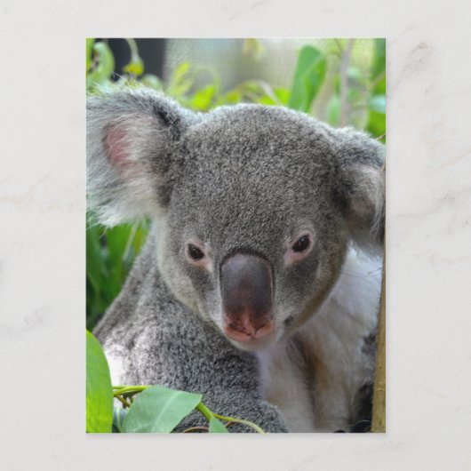 Carte Postale Repose, Happy Koala (Devant)