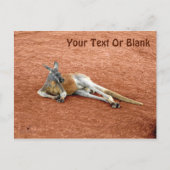 Carte Postale Repose Red Kangaroo Buck (Devant)