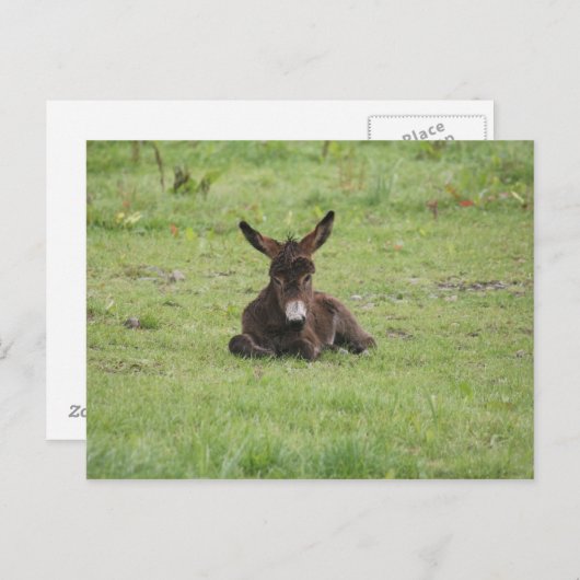 Carte Postale Repose sur l'herbe (Devant / Derrière)