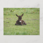 Carte Postale Repose sur l'herbe (Devant)