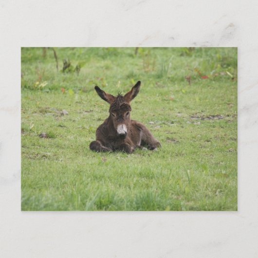 Carte Postale Repose sur l'herbe (Devant)