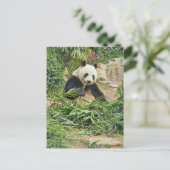 Carte postale représentant un panda mangeant du ba (Debout devant)