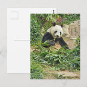 Carte postale représentant un panda mangeant du ba (Devant / Derrière)