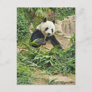 Carte postale représentant un panda mangeant du ba