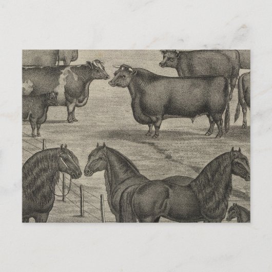 Carte Postale Représentants du Kansas (Devant)