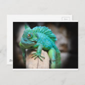 Carte Postale reptile (Devant / Derrière)