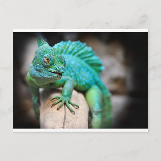 Carte Postale reptile (Devant)