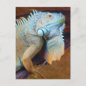 Carte Postale Reptile d'Iguana (Devant)