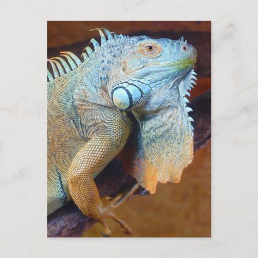 Carte Postale Reptile d'Iguana (Devant)