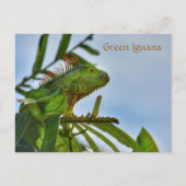 Carte Postale Reptile d'Iguana vert en pleine nature (Devant)