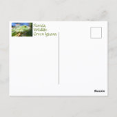 Carte Postale Reptile d'Iguana vert en pleine nature (Dos)