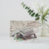 Carte Postale Reptile Tortoise (Debout devant)