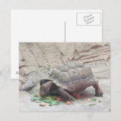 Carte Postale Reptile Tortoise (Devant / Derrière)