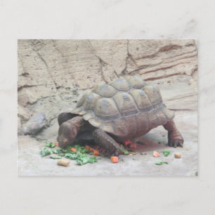 Carte Postale Reptile Tortoise