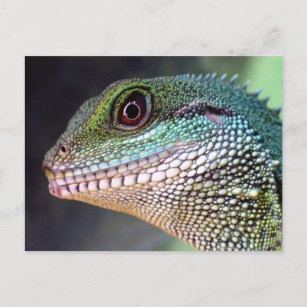 Carte Postale Reptile vert Lizard d'eau chinois