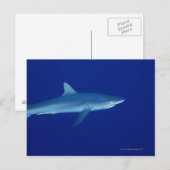 Carte Postale Requin (Devant / Derrière)