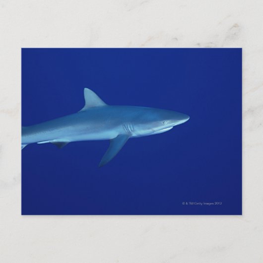 Carte Postale Requin (Devant)