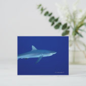 Carte Postale Requin (Debout devant)