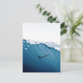 Carte postale requin (Debout devant)