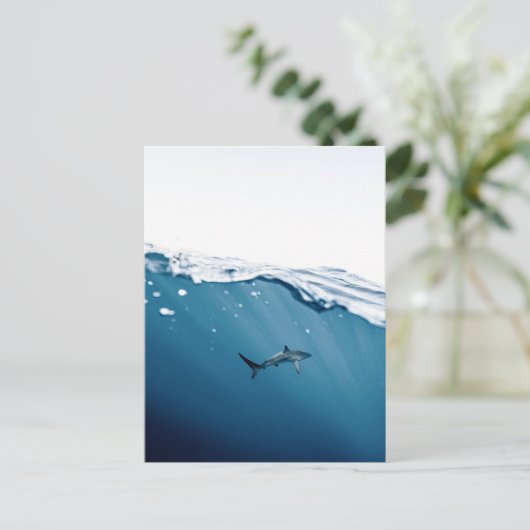 Carte postale requin (Debout devant)