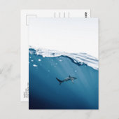 Carte postale requin (Devant / Derrière)