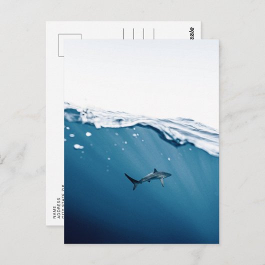 Carte postale requin (Devant / Derrière)