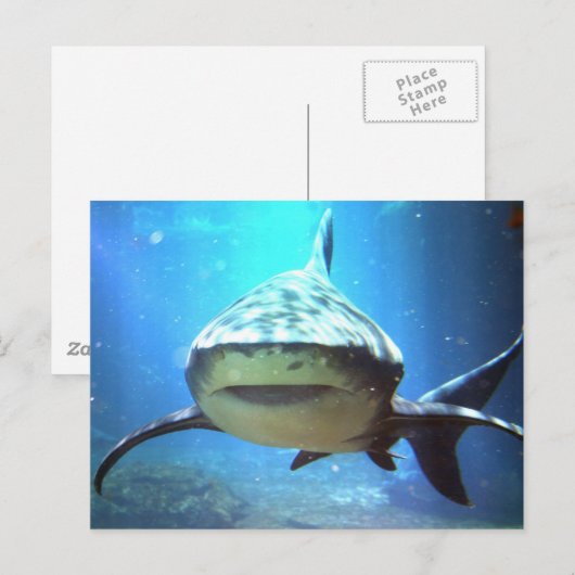 Carte postale requin (Devant / Derrière)
