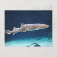 Carte postale requin