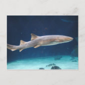 Carte postale requin (Devant)