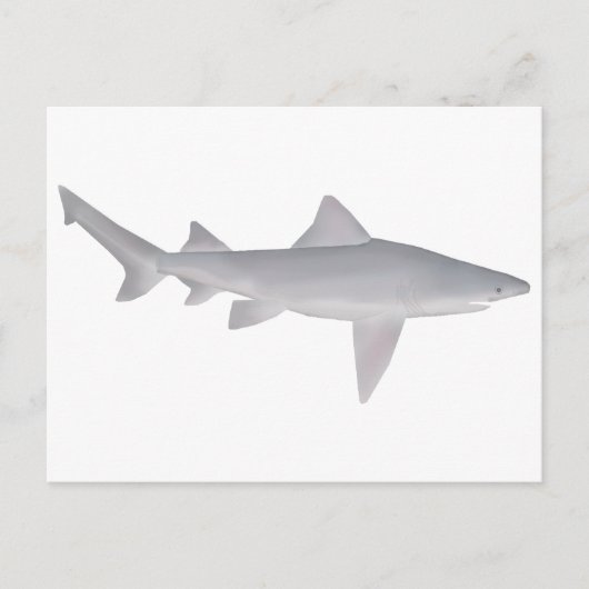 Carte Postale Requin à bec (Devant)