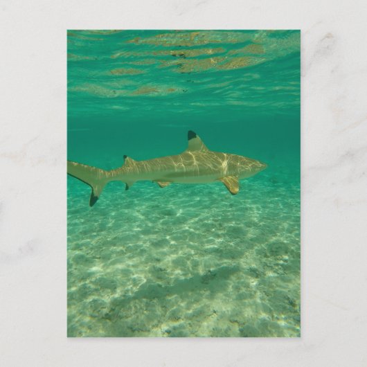 Carte Postale Requin à bora bora (Devant)
