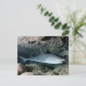 Carte Postale Requin argenté (Debout devant)