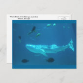 Carte Postale Requin baleine (Devant / Derrière)