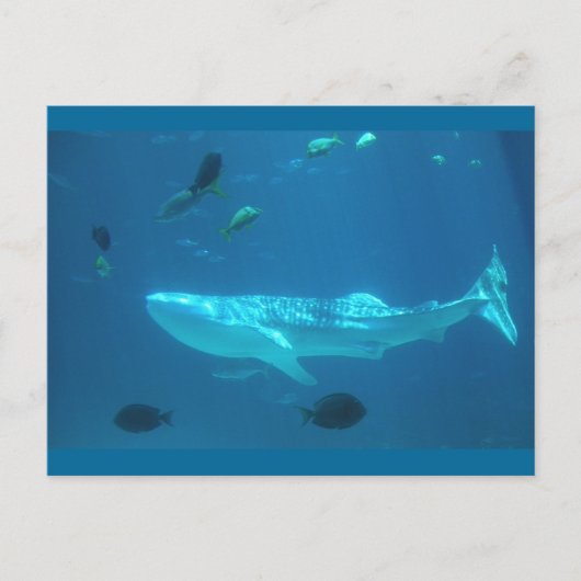 Carte Postale Requin baleine (Devant)