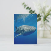 Carte Postale Requin baleine (Debout devant)
