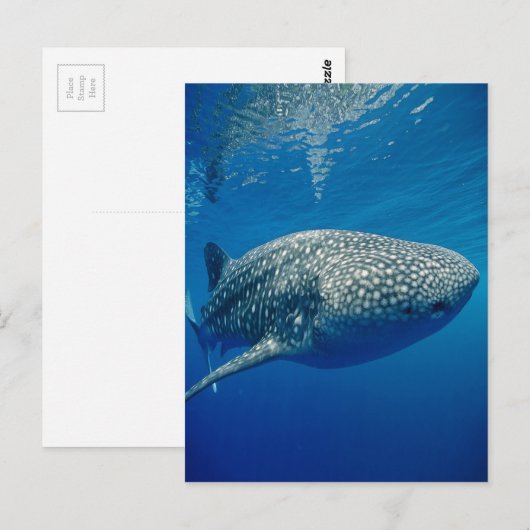 Carte Postale Requin baleine (Devant / Derrière)