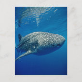 Carte Postale Requin baleine (Devant)