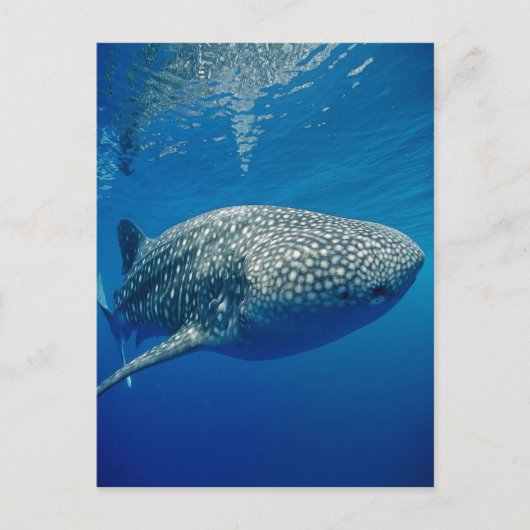 Carte Postale Requin baleine (Devant)