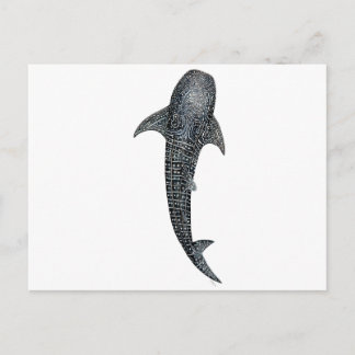 Carte Postale Requin baleine