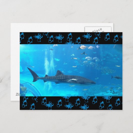 Carte Postale requin baleine (Devant / Derrière)