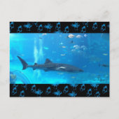 Carte Postale requin baleine (Devant)