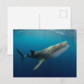 Carte Postale Requin Baleine en plongée (Devant / Derrière)
