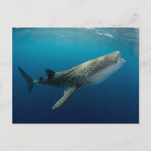 Carte Postale Requin Baleine en plongée (Devant)