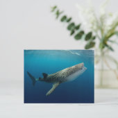 Carte Postale Requin Baleine en plongée (Debout devant)