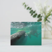 Carte Postale Requin baleine et nageur (Debout devant)