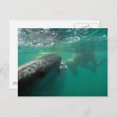 Carte Postale Requin baleine et nageur (Devant / Derrière)