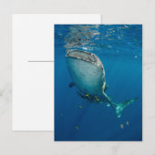 Carte Postale Requin Baleine et Poisson (Devant / Derrière)
