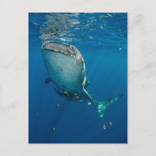 Carte Postale Requin Baleine et Poisson