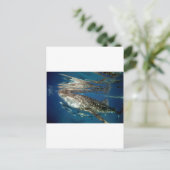 Carte Postale requin baleine Oslob Philippines (Debout devant)